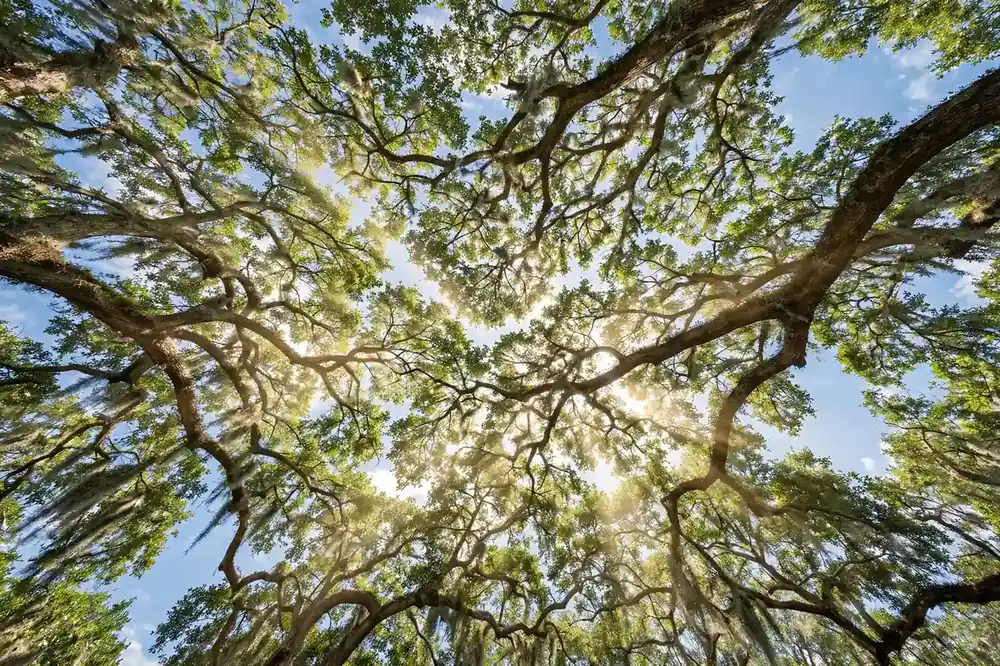Oak Tree Trimming Lehigh Acres FL in Lehigh Acres Florida
